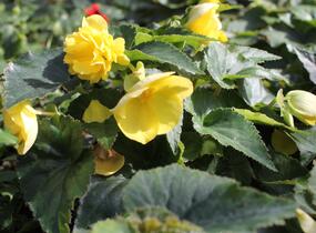 Begónie hlíznatá 'Nonstop Joy Yellow' - Begonia tuberhybrida 'Nonstop Joy Yellow'