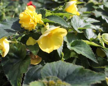 Begónie hlíznatá 'Nonstop Joy Yellow'