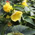 begonie-hliznata-nonstop-joy-yellow.jpg