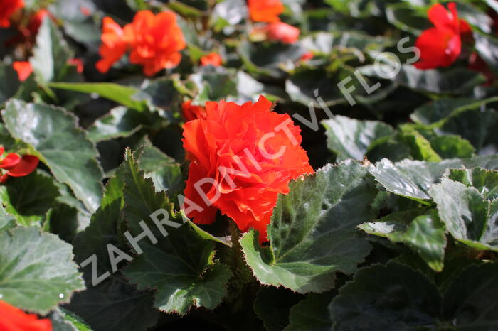 Begónie hlíznatá 'Nonstop Joy Orange' - Begonia tuberhybrida 'Nonstop Joy Orange'