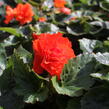Begónie hlíznatá 'Nonstop Joy Orange' - Begonia tuberhybrida 'Nonstop Joy Orange'