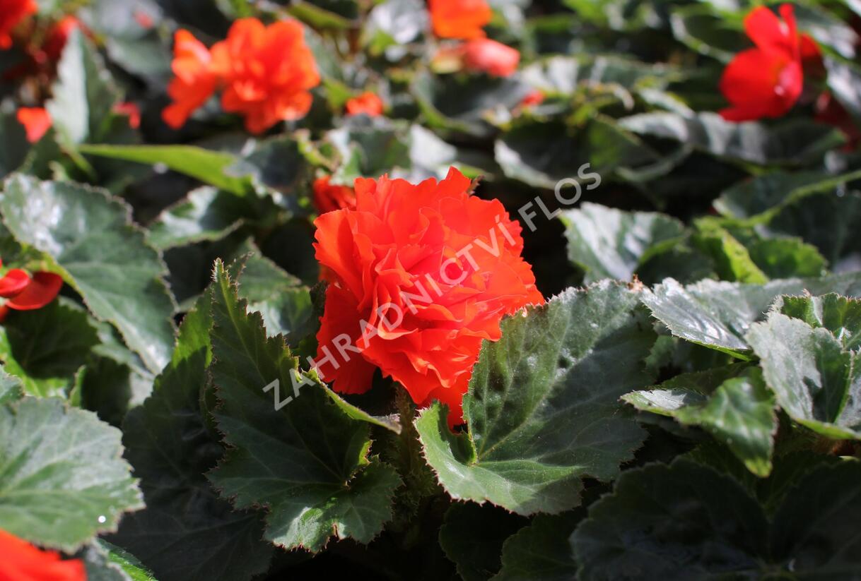 Begónie hlíznatá 'Nonstop Joy Orange' - Begonia tuberhybrida 'Nonstop Joy Orange'