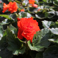 Begónie hlíznatá 'Nonstop Joy Orange' - Begonia tuberhybrida 'Nonstop Joy Orange'