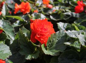 Begónie hlíznatá 'Nonstop Joy Orange' - Begonia tuberhybrida 'Nonstop Joy Orange'