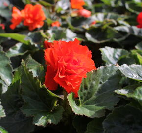 Begónie hlíznatá 'Nonstop Joy Orange' - Begonia tuberhybrida 'Nonstop Joy Orange'