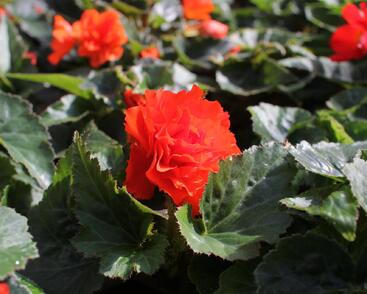 Begónie hlíznatá 'Nonstop Joy Orange'