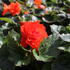 begonie-hliznata-nonstop-joy-orange.jpg