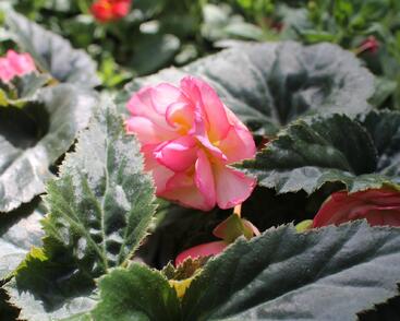 Begónie hlíznatá 'Nonstop Joy Rose Picotee'