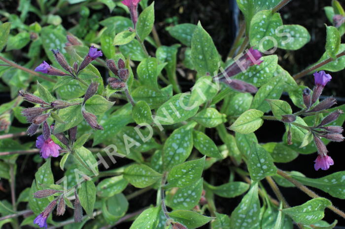 Plicník skvrnitý 'Leopard' - Pulmonaria saccharata 'Leopard'