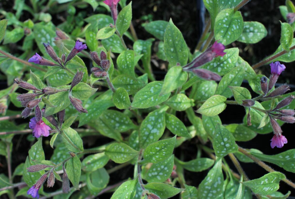 Plicník skvrnitý 'Leopard' - Pulmonaria saccharata 'Leopard'