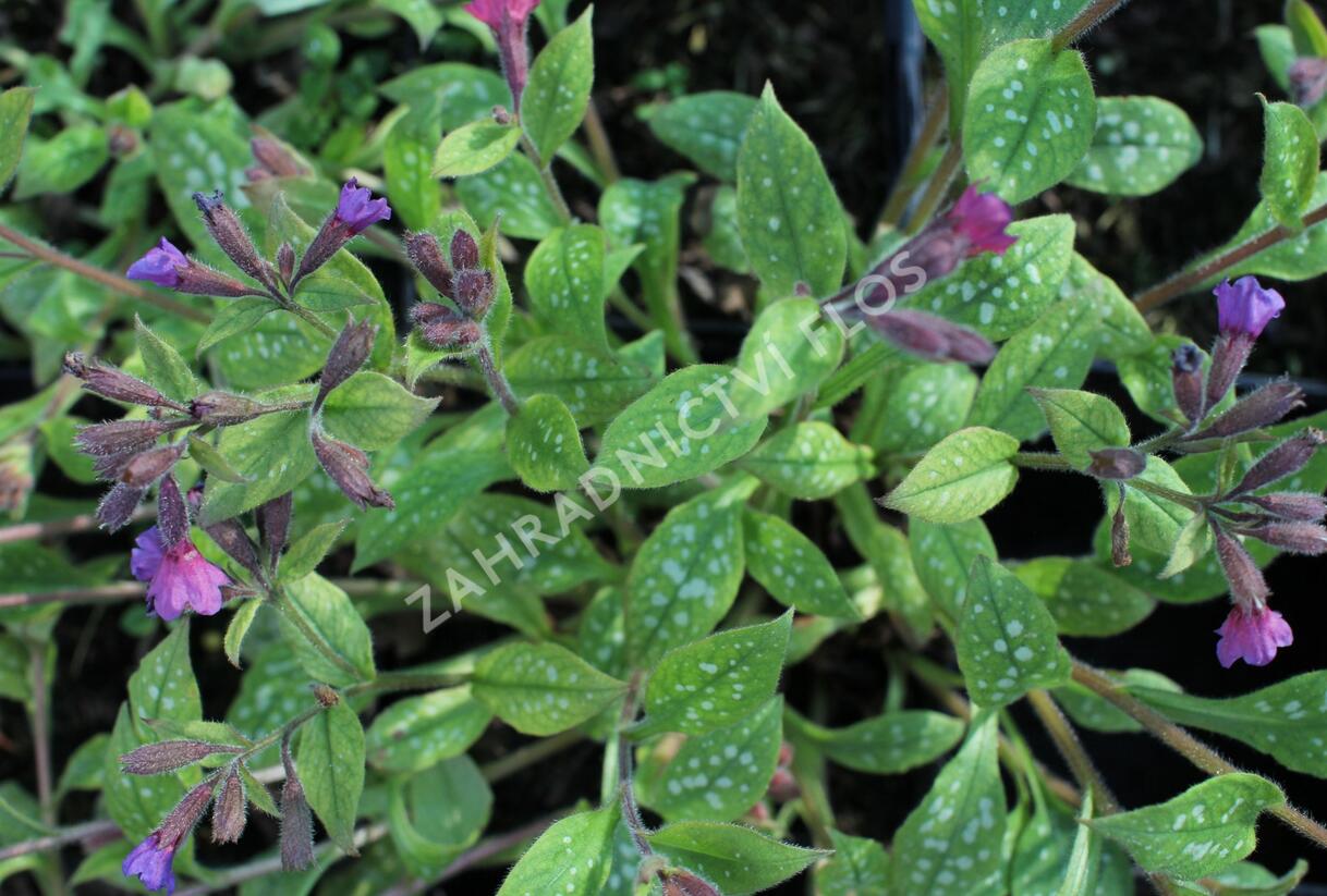 Plicník skvrnitý 'Leopard' - Pulmonaria saccharata 'Leopard'