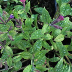 Plicník skvrnitý 'Leopard' - Pulmonaria saccharata 'Leopard'