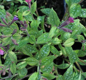 Plicník skvrnitý 'Leopard' - Pulmonaria saccharata 'Leopard'