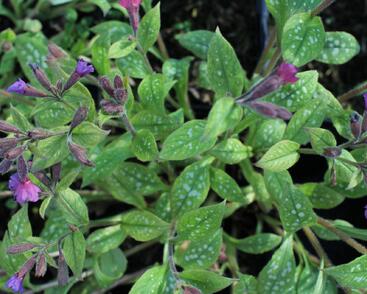 Plicník skvrnitý 'Leopard'