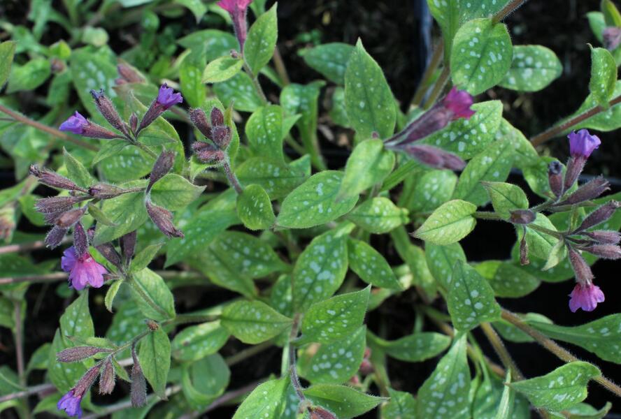 Plicník skvrnitý 'Leopard' - Pulmonaria saccharata 'Leopard'