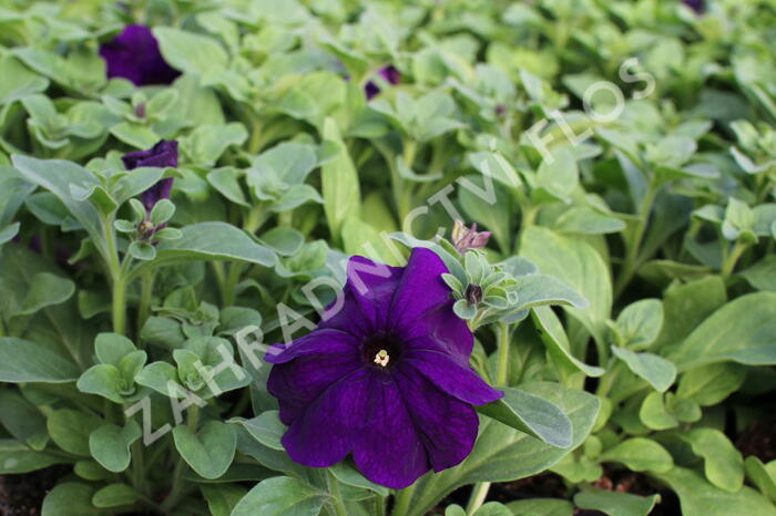 Petúnie velkokvětá 'Musica F1 Blue' - Petunia grandiflora 'Musica F1 Blue'