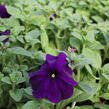 Petúnie velkokvětá 'Musica F1 Blue' - Petunia grandiflora 'Musica F1 Blue'