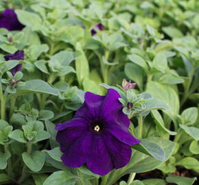 Petúnie velkokvětá 'Musica F1 Blue' - Petunia grandiflora 'Musica F1 Blue'