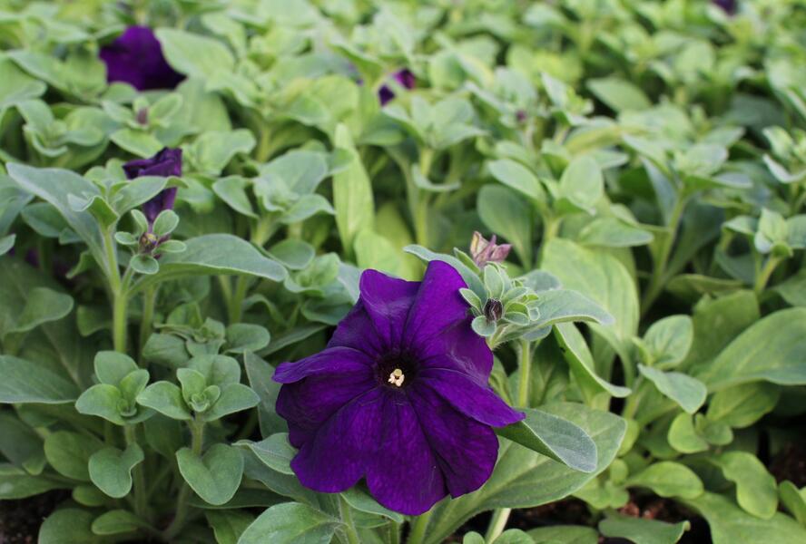 Petúnie velkokvětá 'Musica F1 Blue' - Petunia grandiflora 'Musica F1 Blue'