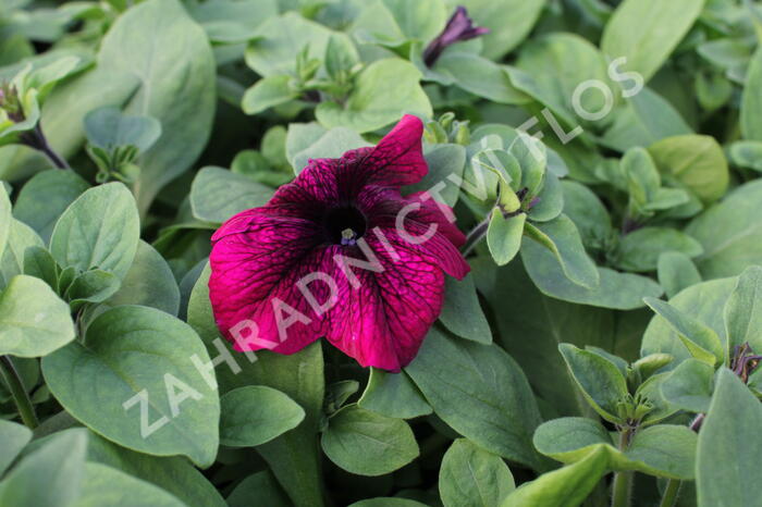 Petúnie velkokvětá 'Musica F1 Burgundy' - Petunia grandiflora 'Musica F1 Burgundy'