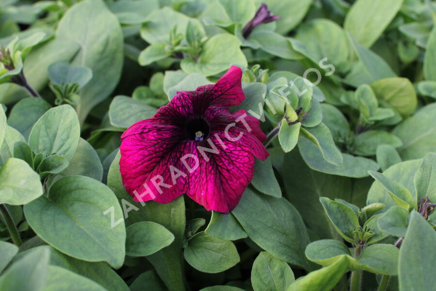 Petúnie velkokvětá 'Musica F1 Burgundy' - Petunia grandiflora 'Musica F1 Burgundy'