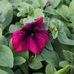 Petúnie velkokvětá 'Musica F1 Burgundy' - Petunia grandiflora 'Musica F1 Burgundy'