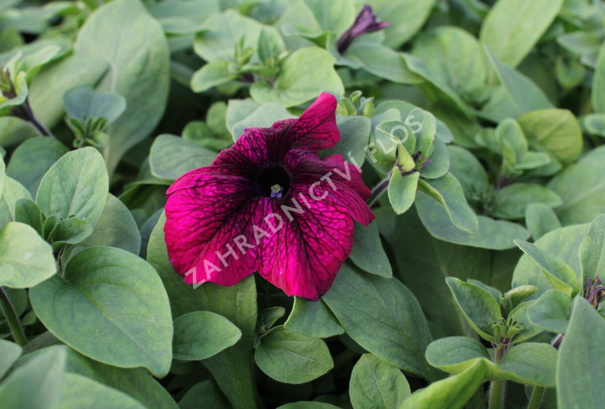 Petúnie velkokvětá 'Musica F1 Burgundy' - Petunia grandiflora 'Musica F1 Burgundy'