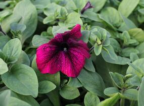 Petúnie velkokvětá 'Musica F1 Burgundy' - Petunia grandiflora 'Musica F1 Burgundy'