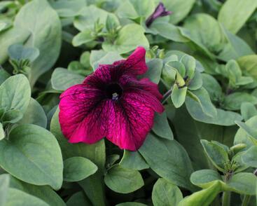 Petúnie velkokvětá 'Musica F1 Burgundy'
