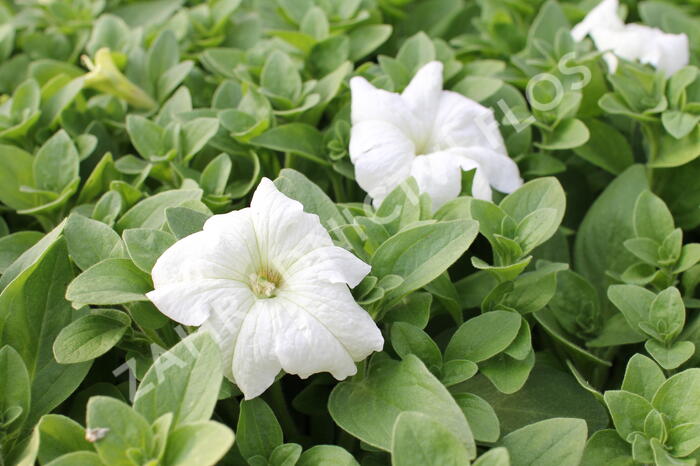 Petúnie velkokvětá 'Musica F1 White' - Petunia grandiflora 'Musica F1 White'