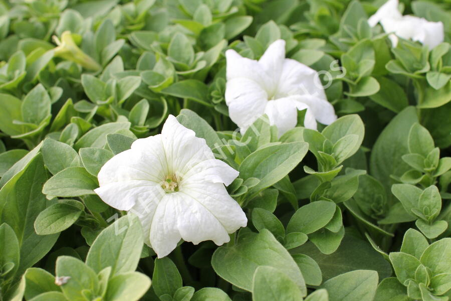 Petúnie velkokvětá 'Musica F1 White' - Petunia grandiflora 'Musica F1 White'