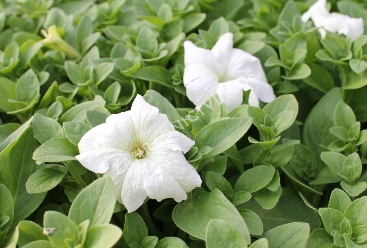 Petúnie velkokvětá 'Musica F1 White' - Petunia grandiflora 'Musica F1 White'