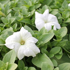 Petúnie velkokvětá 'Musica F1 White' - Petunia grandiflora 'Musica F1 White'