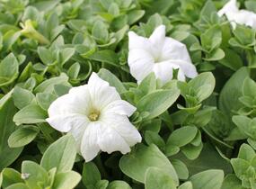 Petúnie velkokvětá 'Musica F1 White' - Petunia grandiflora 'Musica F1 White'