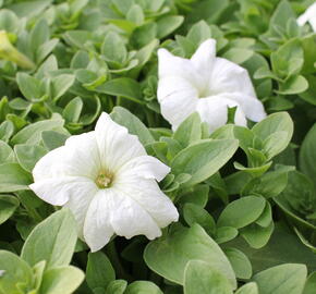 Petúnie velkokvětá 'Musica F1 White' - Petunia grandiflora 'Musica F1 White'