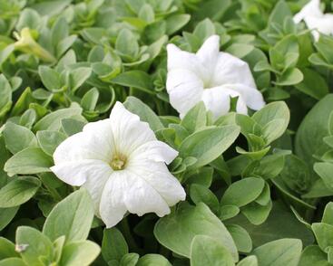 Petúnie velkokvětá 'Musica F1 White'