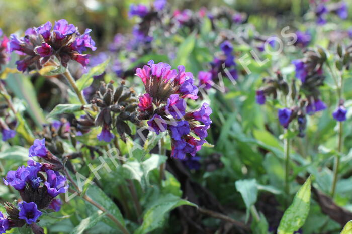 Plicník 'Diana Clare' - Pulmonaria longifolia 'Diana Clare'