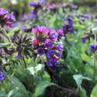 Plicník 'Diana Clare' - Pulmonaria longifolia 'Diana Clare'