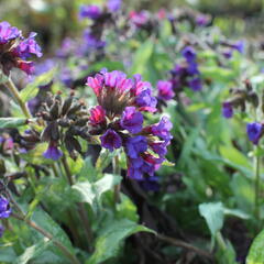 Plicník 'Diana Clare' - Pulmonaria longifolia 'Diana Clare'