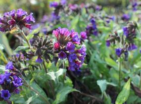 Plicník 'Diana Clare' - Pulmonaria longifolia 'Diana Clare'