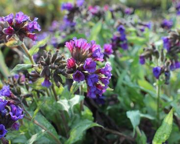 Plicník 'Diana Clare'