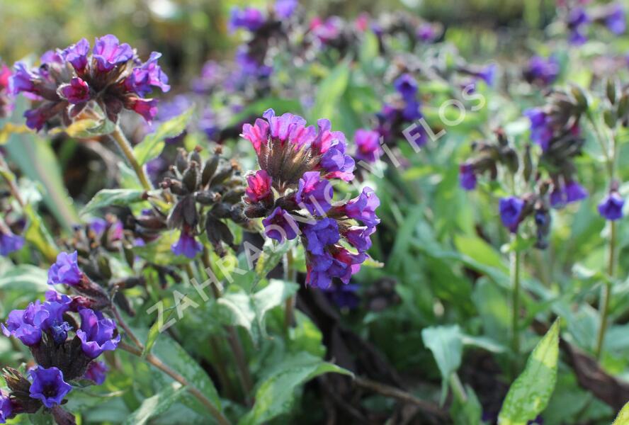 Plicník 'Diana Clare' - Pulmonaria longifolia 'Diana Clare'