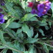 Plicník 'Diana Clare' - Pulmonaria longifolia 'Diana Clare'