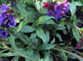 Plicník 'Diana Clare' - Pulmonaria longifolia 'Diana Clare'