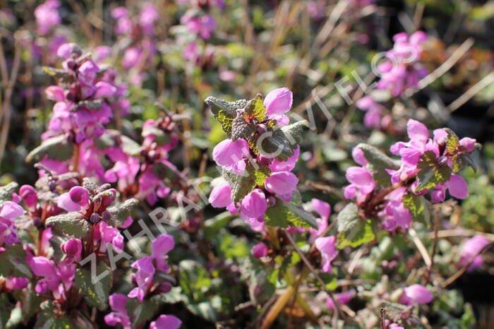 Hluchavka skvrnitá - Lamium maculatum