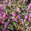 Hluchavka skvrnitá - Lamium maculatum