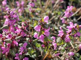 Hluchavka skvrnitá - Lamium maculatum