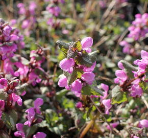 Hluchavka skvrnitá - Lamium maculatum