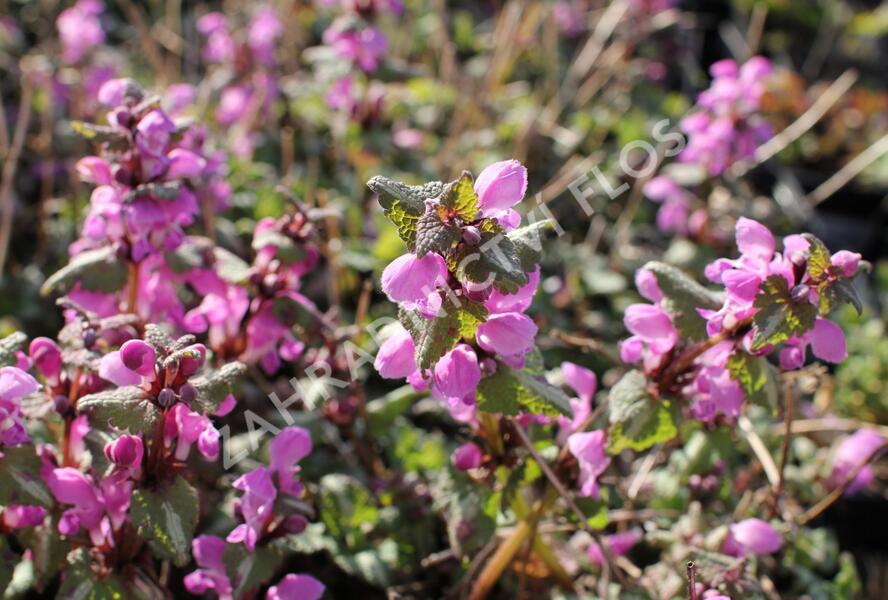 Hluchavka skvrnitá - Lamium maculatum