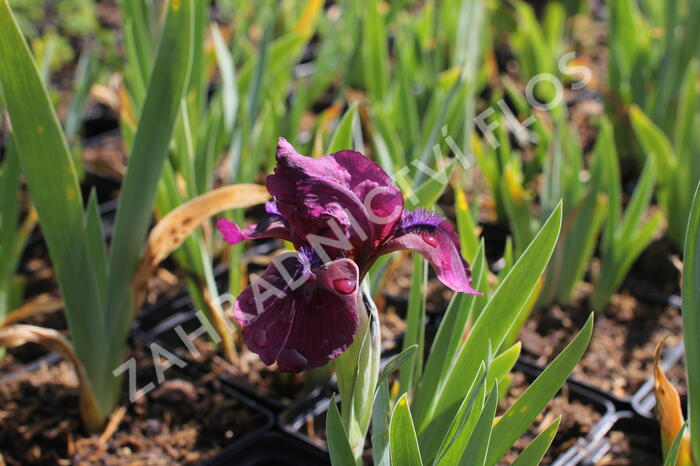 Kosatec nízký 'Pastel Charme' - Iris barbata-nana 'Pastel Charme'